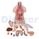 Torso Manikin Human Asexual Torso 16 Parts 